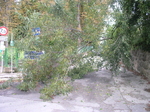 thumb_baum1